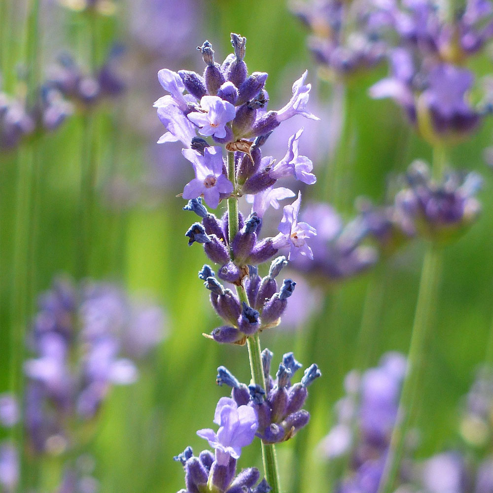 Wunsum - Biohof – Angustifolia Lavendel Kitzeck Lavendel